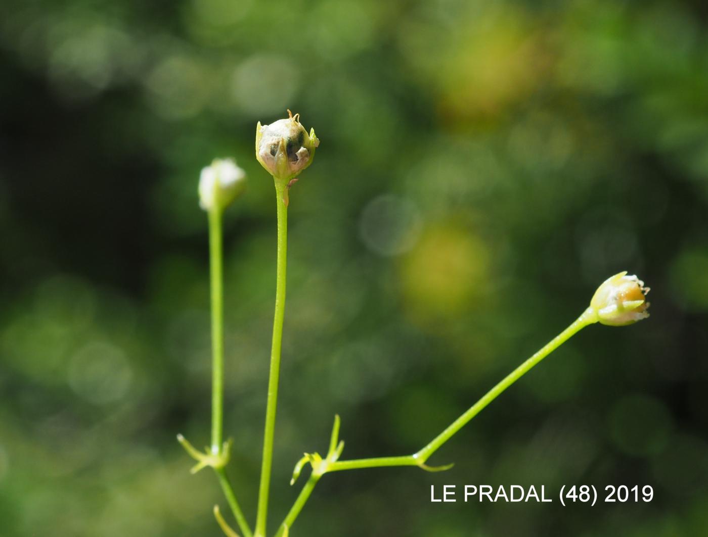 Flax, Purgative fruit